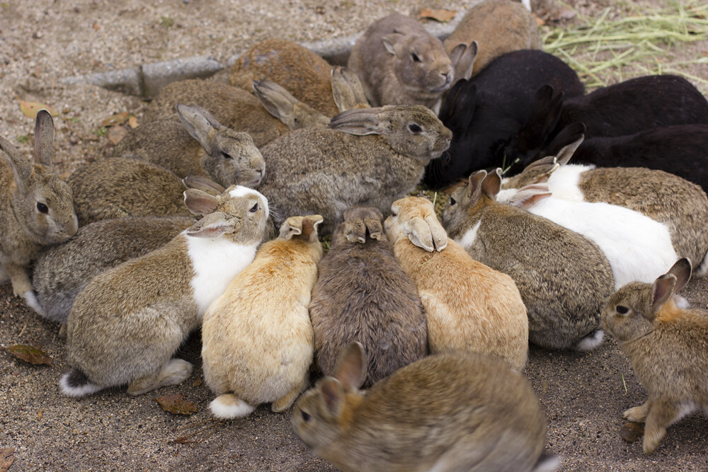 Cute rabbits on Okunoshima